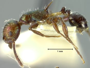 Media type: image;   Entomology 21004 Aspect: habitus lateral view